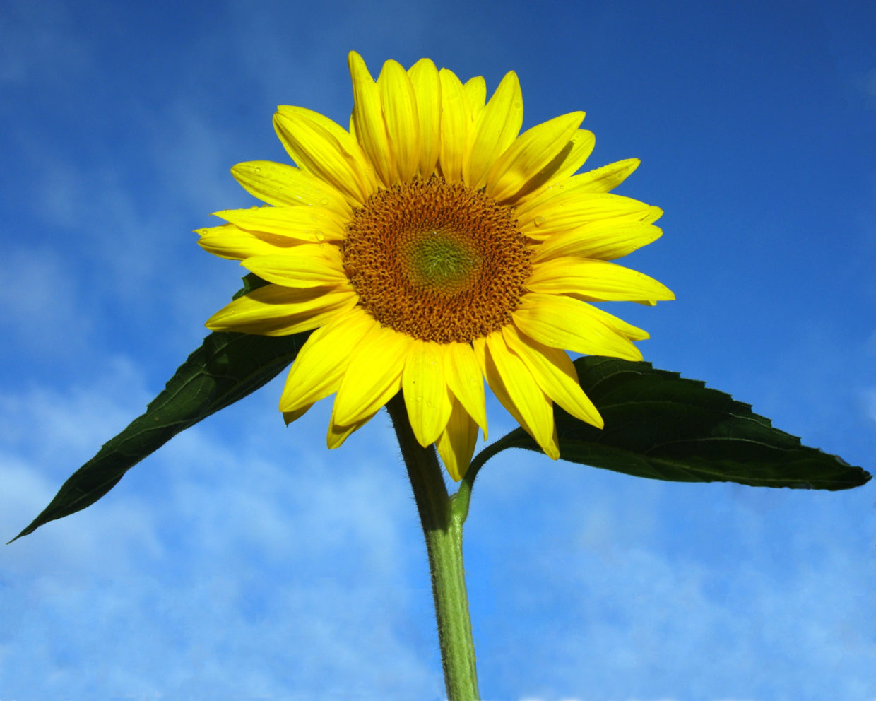 sunflower-web – Jerry E. Reed