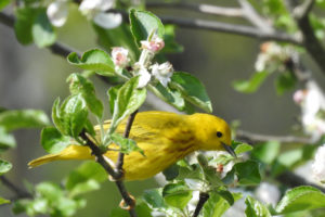 Yellow Warbler