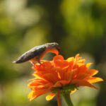 hummingbird3 on zinnia t 8/14/24