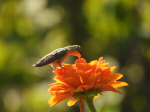 hummingbird3 on zinnia t 8/14/24