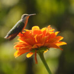 hummingbird2 on zinnia t 8/14/24