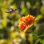 hummingbird in flight 8/14/24