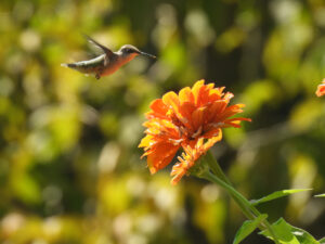 hummingbird in flight 8/14/24