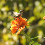 hummingbird on Zinnia