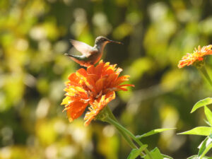 hummingbird on Zinnia